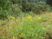 Franziskuswee 1.10.2016 273