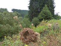 Franziskuswee 1.10.2016 276