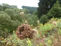 Franziskuswee 1.10.2016 278