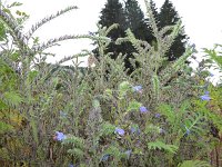 Franziskuswee 1.10.2016 279