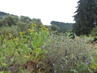 Franziskuswee 1.10.2016 281