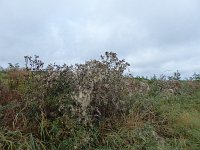 Franziskuswee 1.10.2016 315