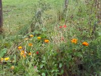 Franziskuswee 1.10.2016 448