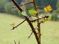 Franziskuswee 1.10.2016 024