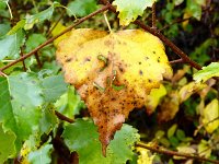 Franziskuswee 1.10.2016 030