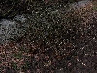 Troisvierges 11.2.2016 200