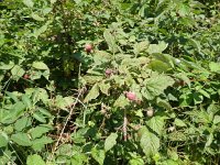 Foto op Munzen 7.7.2017 045