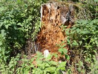 Foto op Munzen 7.7.2017 055