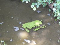 Foto op Munzen 7.7.2017 061