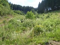 Foto op Munzen 7.7.2017 062