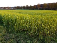 Redange 13.11.2018 010