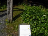 Rindschleiden 8.6.2016 029