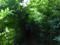 Rindschleiden 8.6.2016 043