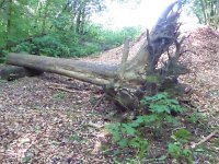 Rindschleiden 8.6.2016 069