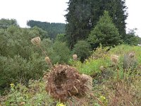 Franziskuswee 1.10.2016 276