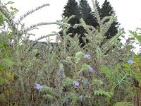 Franziskuswee 1.10.2016 279