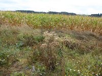 Franziskuswee 1.10.2016 318