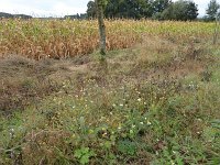 Franziskuswee 1.10.2016 319