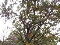 Franziskuswee 1.10.2016 429
