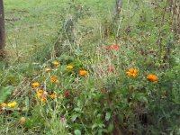 Franziskuswee 1.10.2016 448