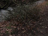 Troisvierges 11.2.2016 200