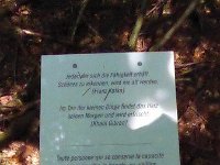 Rindschleiden 8.6.2016 068