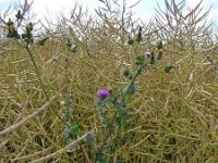 Troisvierges 18.7.2016 055