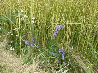 Troisvierges 18.7.2016 057