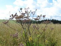 Troisvierges 18.7.2016 058
