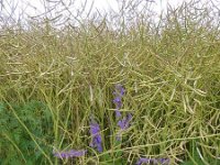 Troisvierges 18.7.2016 059