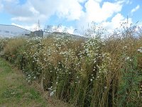 Troisvierges 18.7.2016 065