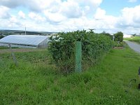 Troisvierges 18.7.2016 070