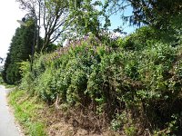 Troisvierges 18.7.2016 129
