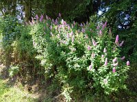 Troisvierges 18.7.2016 130