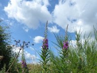 Troisvierges 18.7.2016 150