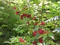 Troisvierges 18.7.2016 156