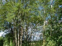 Troisvierges 18.7.2016 164