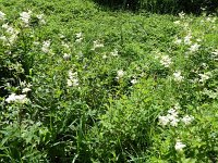 Troisvierges 18.7.2016 180