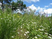 Troisvierges 18.7.2016 283
