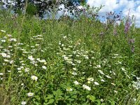Troisvierges 18.7.2016 284