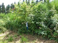 Troisvierges 18.7.2016 286