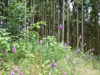 Troisvierges 18.7.2016 289