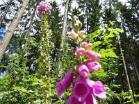 Troisvierges 18.7.2016 291