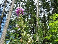 Troisvierges 18.7.2016 292