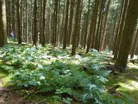 Troisvierges 18.7.2016 302