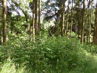 Troisvierges 18.7.2016 307